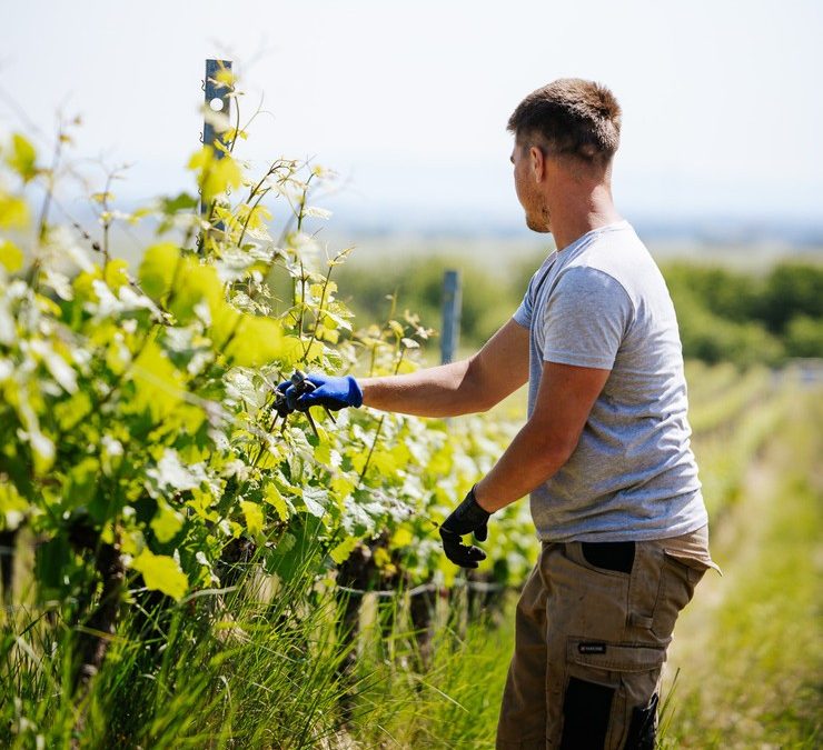 Blick in den Weinberg